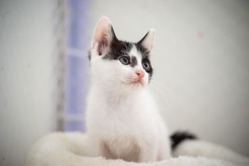 Free A cute black and white kitten with blue eyes looking curiously indoors. Stock Photo