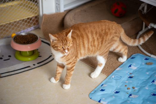 A curious orange tabby cat exploring an indoor space with pet accessories.