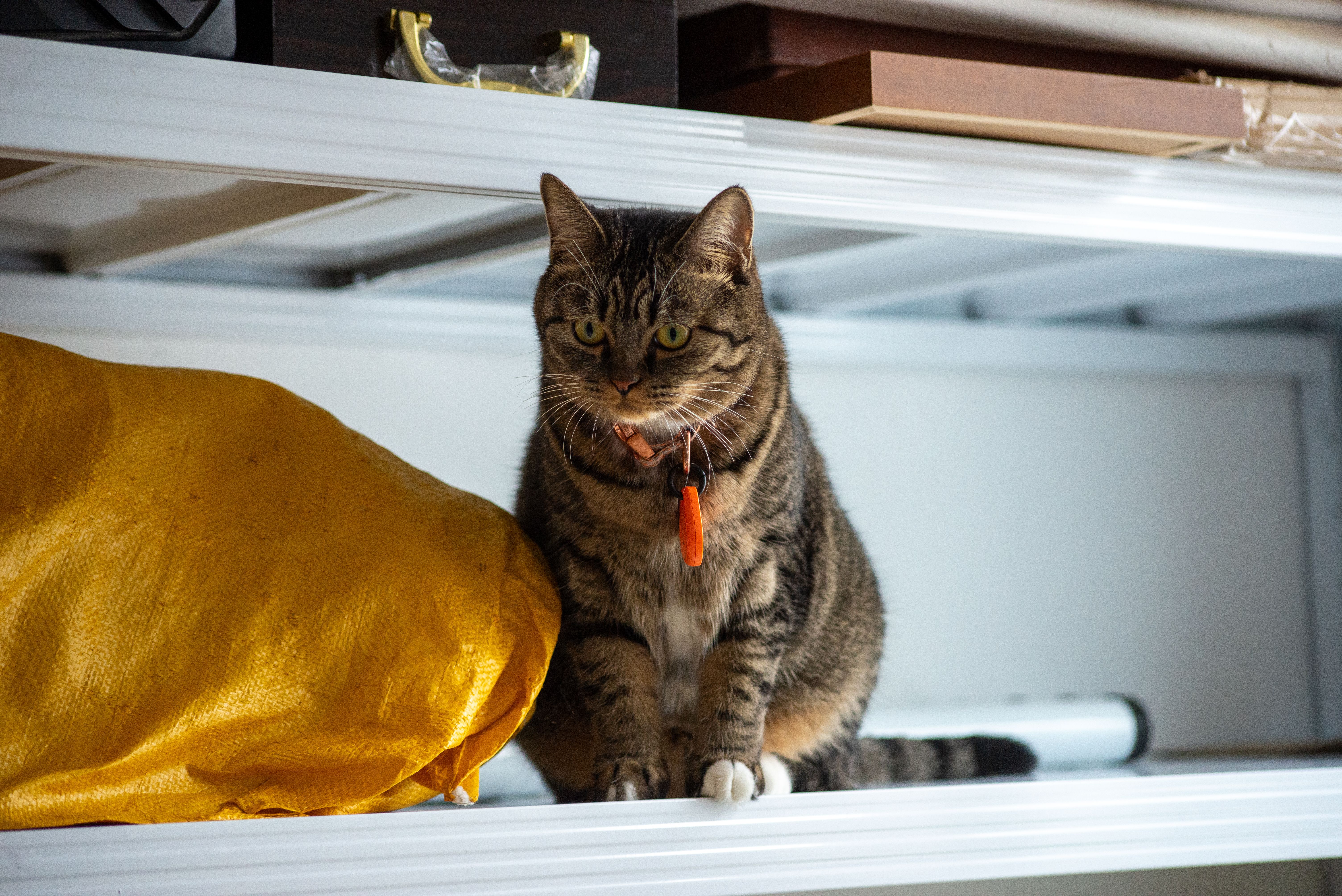 Tabby cat perched on an indoor shelf next to a yellow blanket
