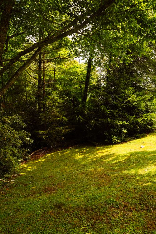 Free A tranquil forest clearing bathed in sunlight, surrounded by vibrant green trees. Stock Photo
