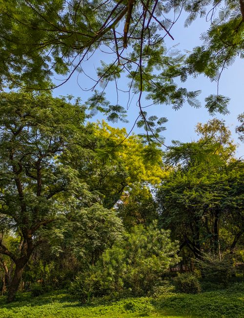 Free Serene view of lush green trees in a park in New Delhi, India. Stock Photo