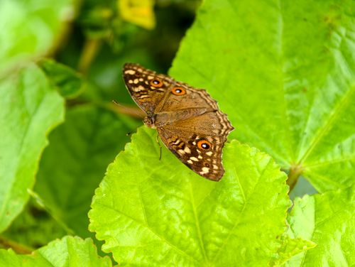 Free A detailed view of a brown butterfly resting on bright green leaves in a natural setting. Stock Photo