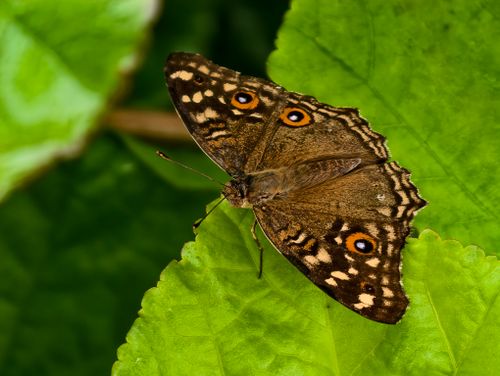 Free Close-up of a brown butterfly resting on a vibrant green leaf in natural light. Stock Photo