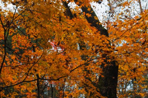 Free Beautiful orange and red maple leaves in a Hangzhou forest during fall. Stock Photo