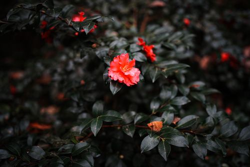 Free Close-up of vibrant red camellia flower with dark green leaves in Hangzhou. Stock Photo