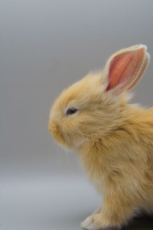 Free Adorable side profile of a fluffy young rabbit with gray background. Stock Photo
