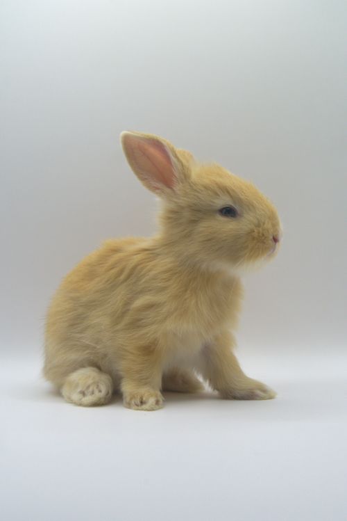 Free A cute fluffy bunny sits on a white background in a studio portrait, showcasing its adorable features. Stock Photo