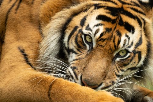 Free A detailed close-up of a tiger, showcasing its striking eyes and unique markings. Stock Photo