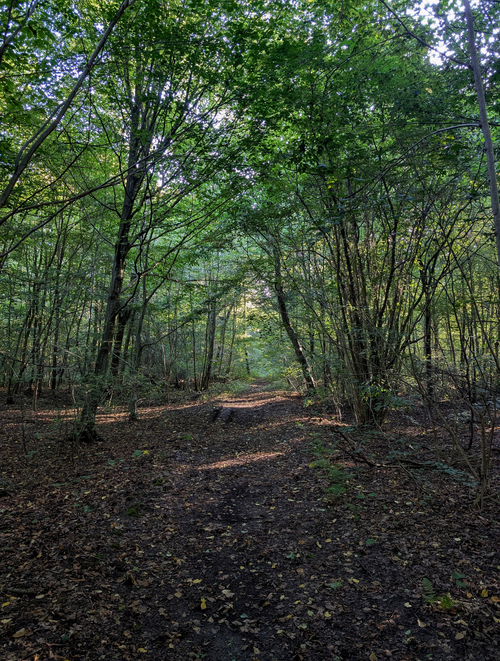 Free A peaceful forest path surrounded by lush green trees, inviting exploration and tranquility. Stock Photo