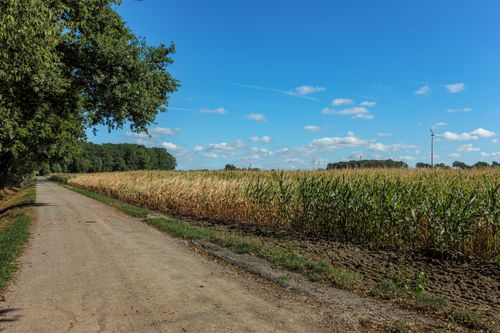 Free A serene rural road by a cornfield and wind turbines under a clear blue sky in Coesfeld, Germany. Stock Photo