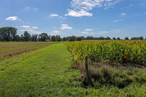 Free Beautiful summer view of a cornfield in Coesfeld, NRW, Germany under a clear blue sky. Stock Photo