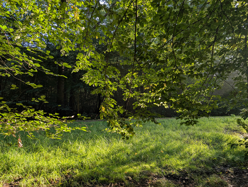 Free Sunlight filters through dense leaves onto green grass in a serene forest. Stock Photo