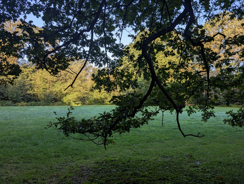 Free Peaceful park scene featuring overhanging oak branches and lush greenery under soft daylight. Stock Photo