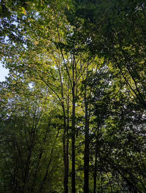 Free Sunlight filtering through a lush forest canopy, creating a serene outdoor scene. Stock Photo
