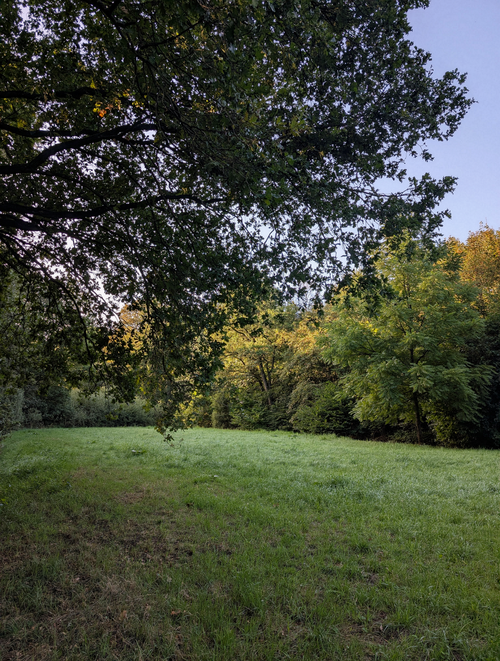Free Lush green grass and trees in a tranquil park during daytime. Stock Photo