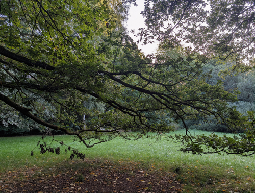 Free Serene park view with sprawling trees and vibrant green grass, evokes tranquility. Stock Photo