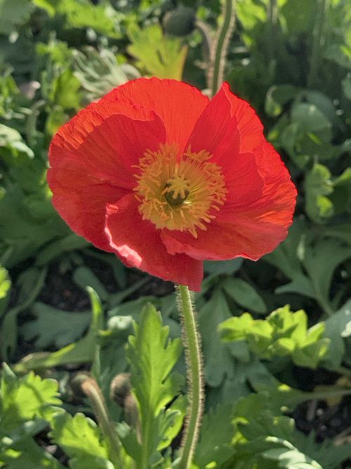 Free Close-up of a vibrant red poppy flower blossoming in natural sunlight. Stock Photo