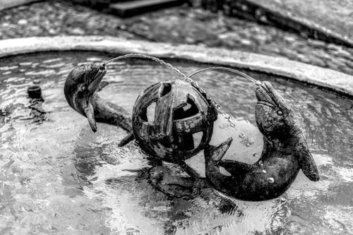 Free Elegant black and white photo of a dolphin sculpture fountain creating a dynamic water stream. Stock Photo