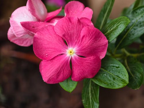 Free Close-up of vibrant pink periwinkle flowers with dewdrops, showcasing natural beauty and freshness. Stock Photo