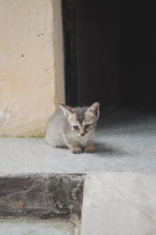 Free Cute kitten sitting outside a doorway on a concrete floor, looking down. Stock Photo