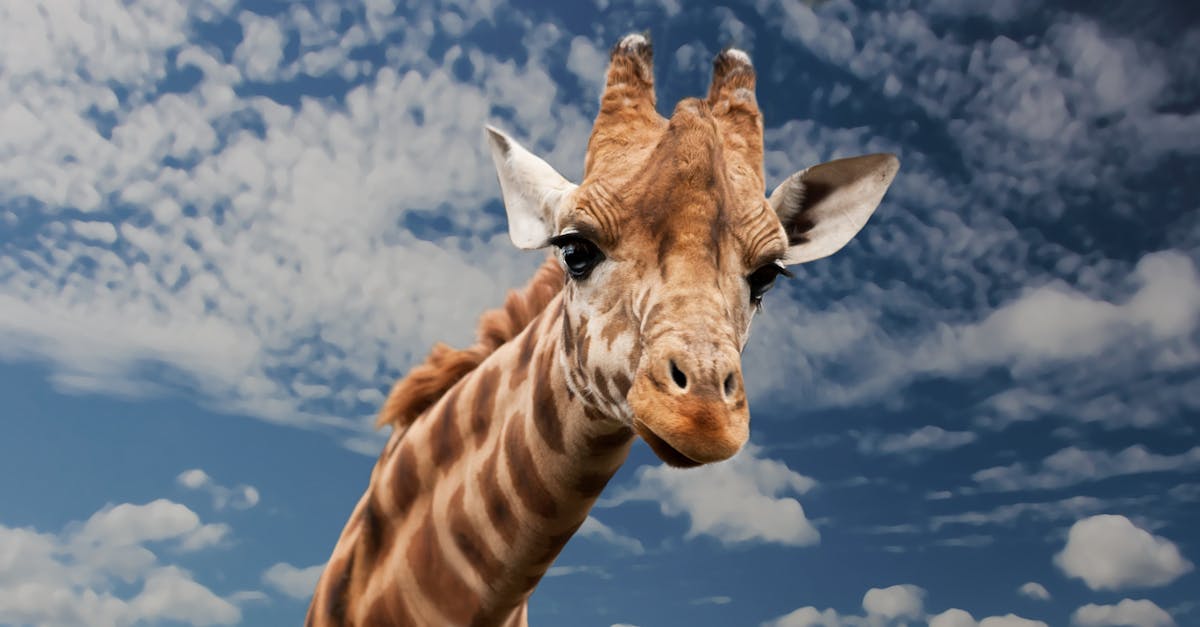 壽山動物園與六福村結盟!長頸鹿入園有望