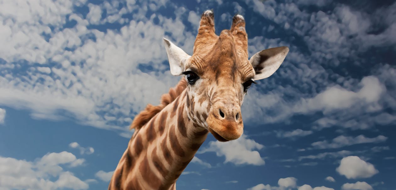 Free Brown Beige and White Giraffe Under White Clouds Stock Photo