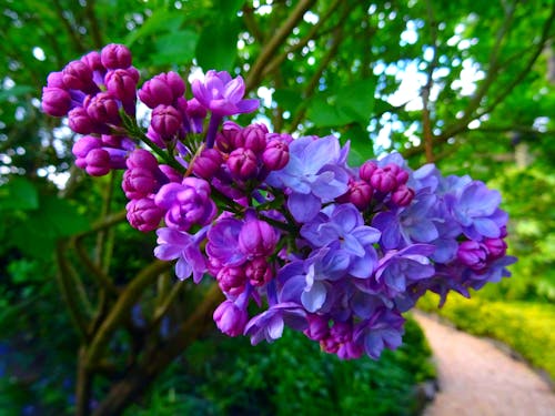 Fotografia Com Foco Raso De Flores Roxas