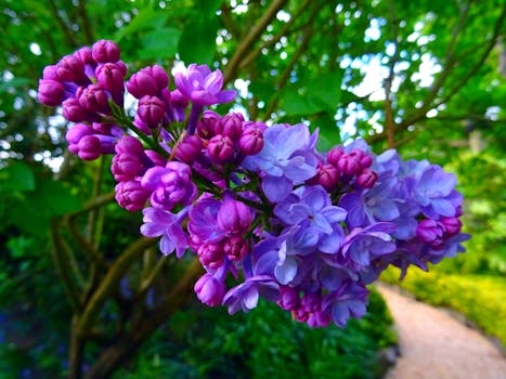 在郁郁葱葱的花园中，生机勃勃的紫色丁香花绽放，捕捉到春天的精髓
