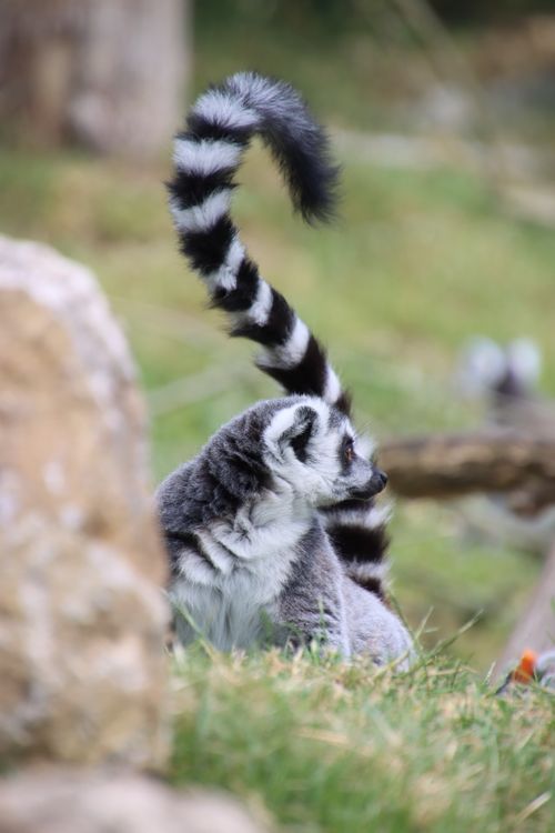 Free A ring-tailed lemur sits in a natural setting with its distinct striped tail visible. Stock Photo