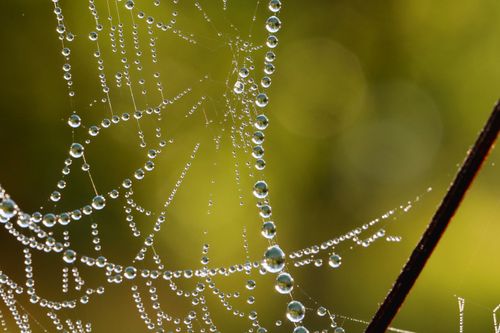 Free Close-up of a spider web with dewdrops glistening in sunlight creating a nature's art piece. Stock Photo