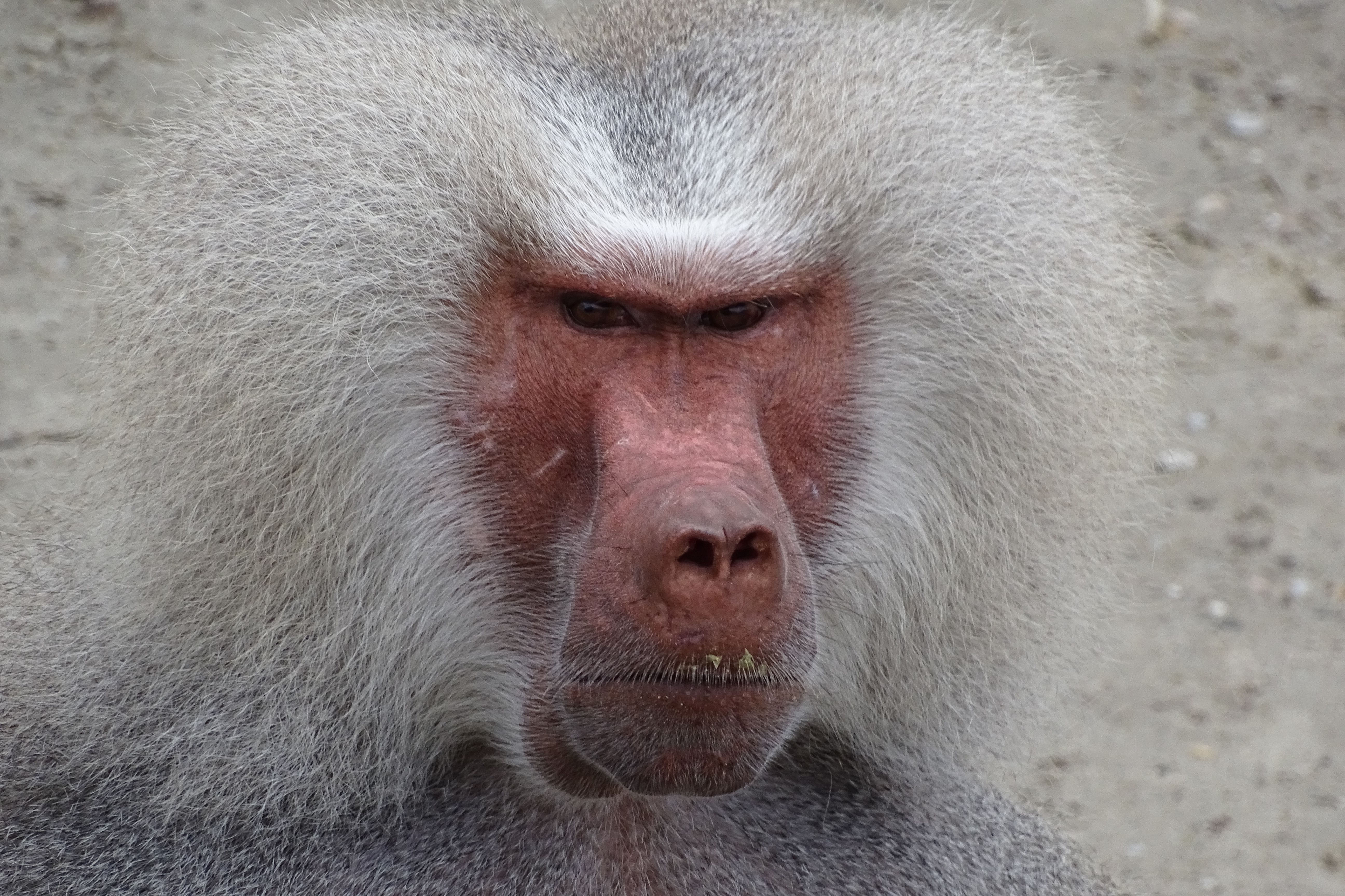 Fotomural Primer plano de un babuino hamadryas que muestra sus rasgos faciales distintivos y su espesa melena.