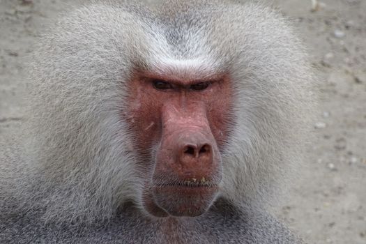 Close-up of a Hamadryas baboon showcasing its distinct facial features and thick mane.