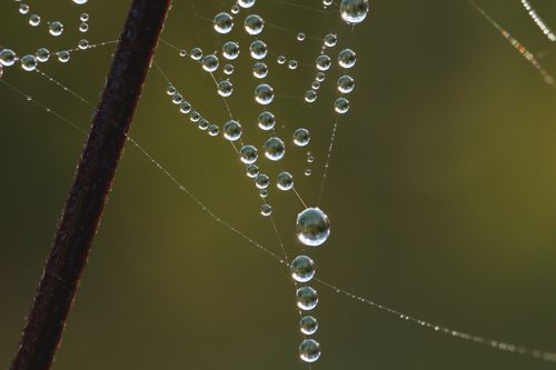 Free Close-up of dew drops on a spider web creating a delicate and intricate natural pattern. Stock Photo