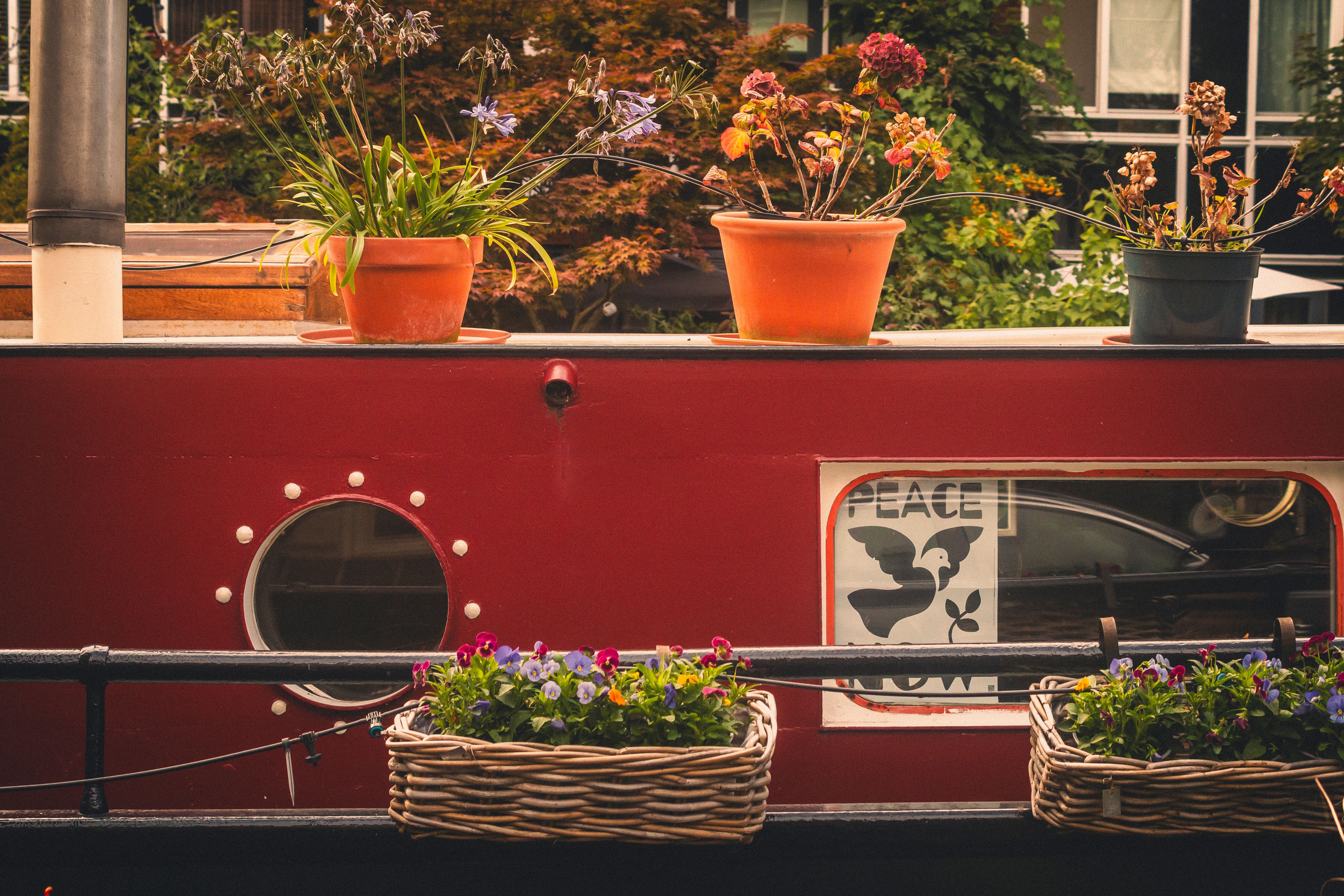 Colorful flowers adorn a vibrant houseboat on an Amsterdam canal, showcasing Dutch canal life.