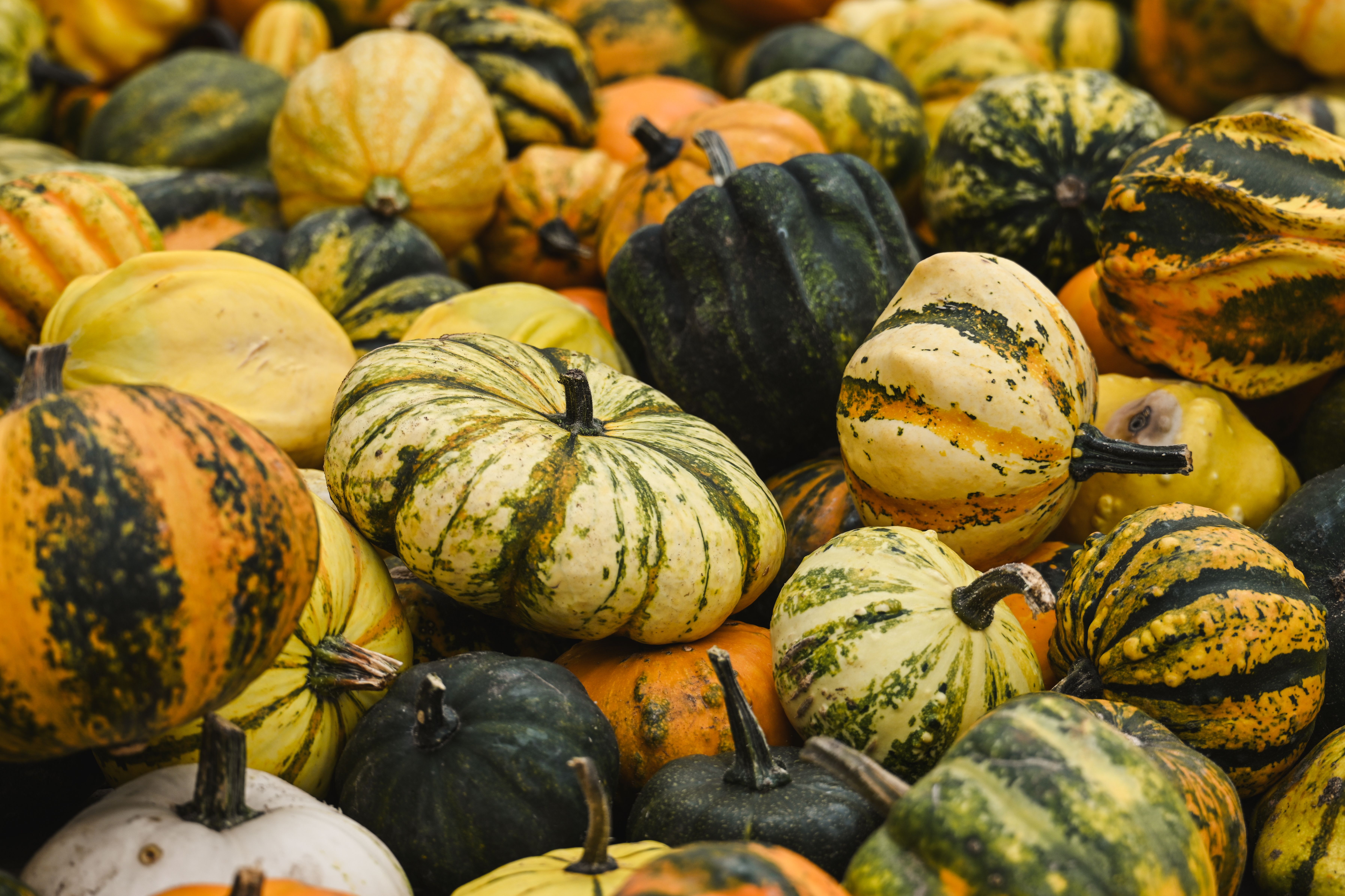A colorful variety of gourds and squashes, perfect for autumn decor and culinary use.