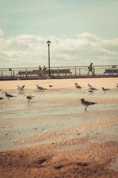Free Seagulls gather on a beach near a boardwalk under a clear sky, creating a tranquil seaside scene. Stock Photo