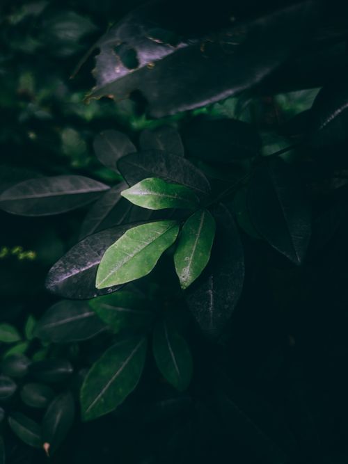 Free Dark, lush foliage captured in the forests of Idukki, India, showcasing natural textures and ambient light. Stock Photo