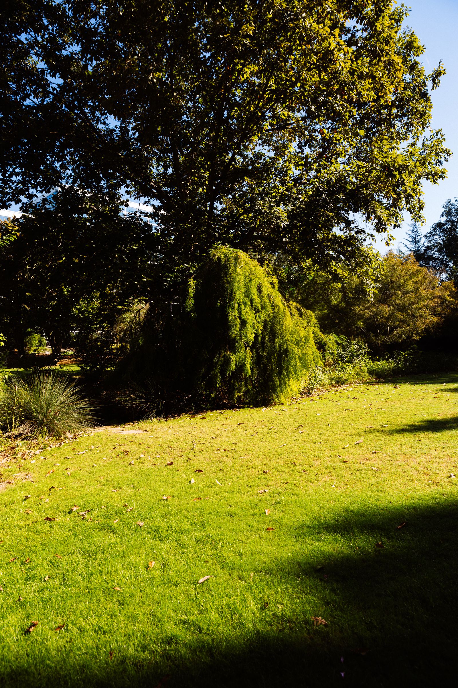 A peaceful small garden with trees and a sunlit lawn (stock photo)