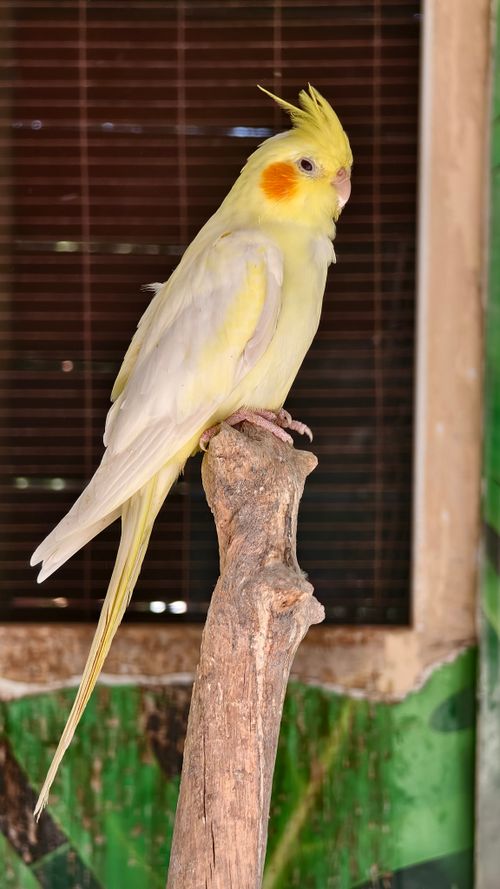 Free A vibrant yellow lutino cockatiel sits on a branch in an indoor setting in İstanbul. Stock Photo