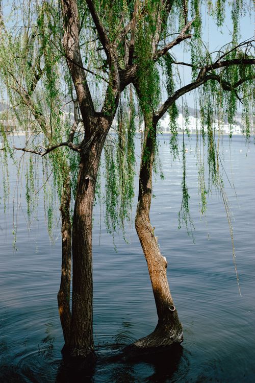 Free Peaceful willow tree by the serene lake capturing the essence of nature's calm. Stock Photo