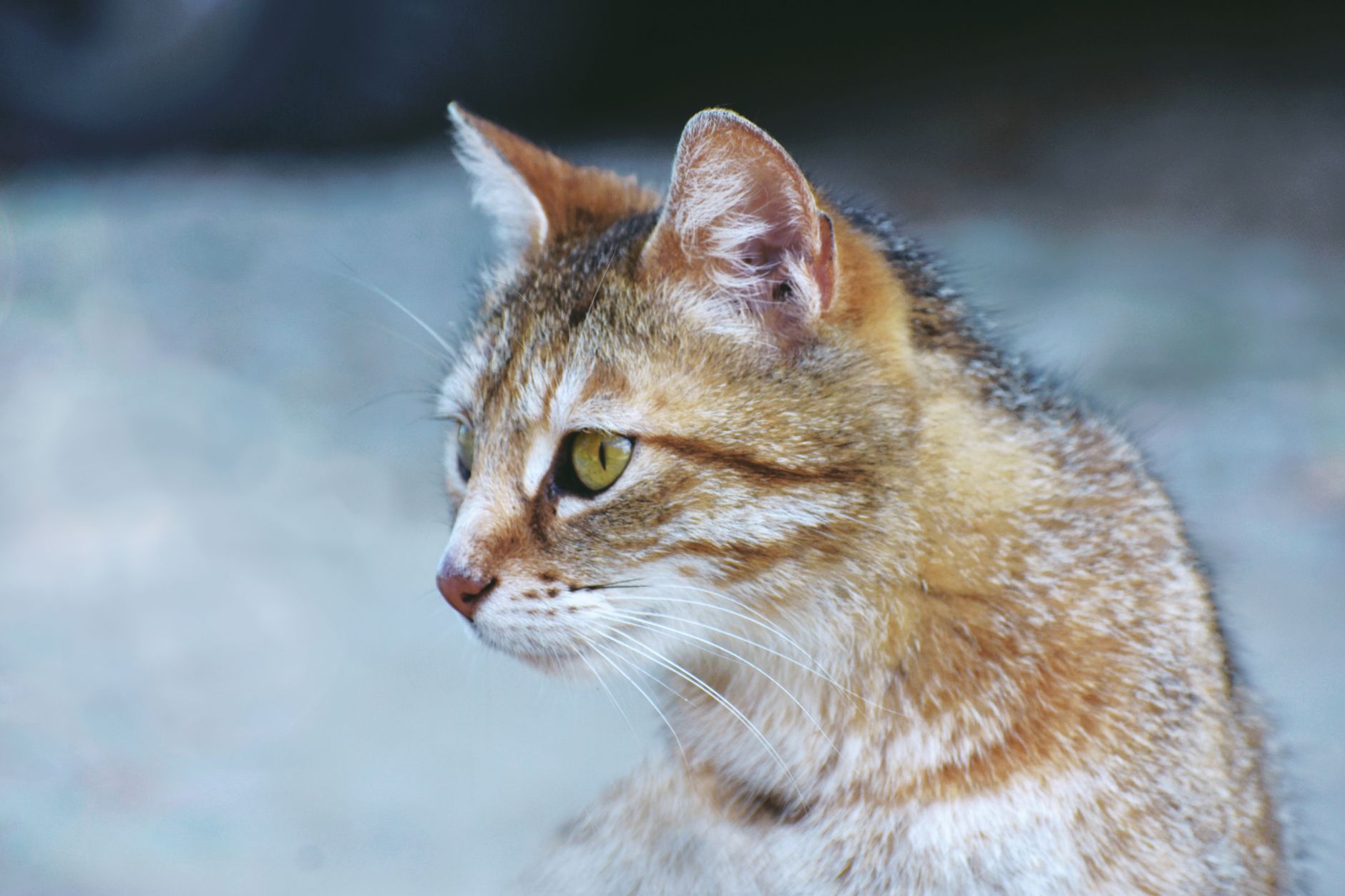 Healthcare and wellness consultation for a cat