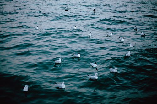 Free A peaceful scene of seagulls gracefully floating on the calm surface of a lake. Stock Photo