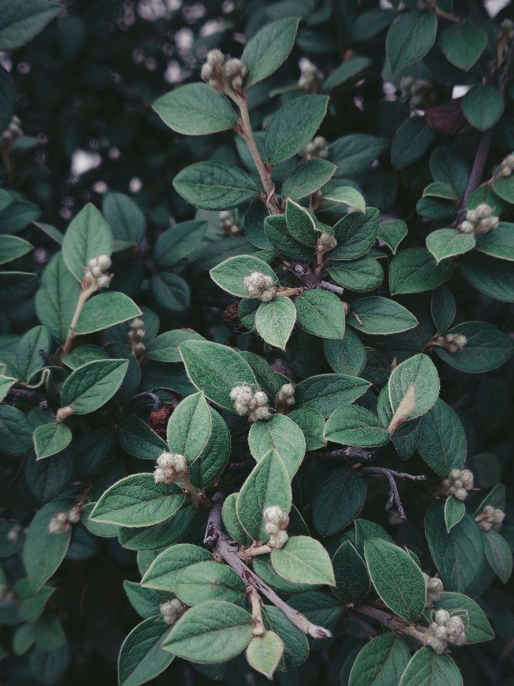 Fresh green garden foliage