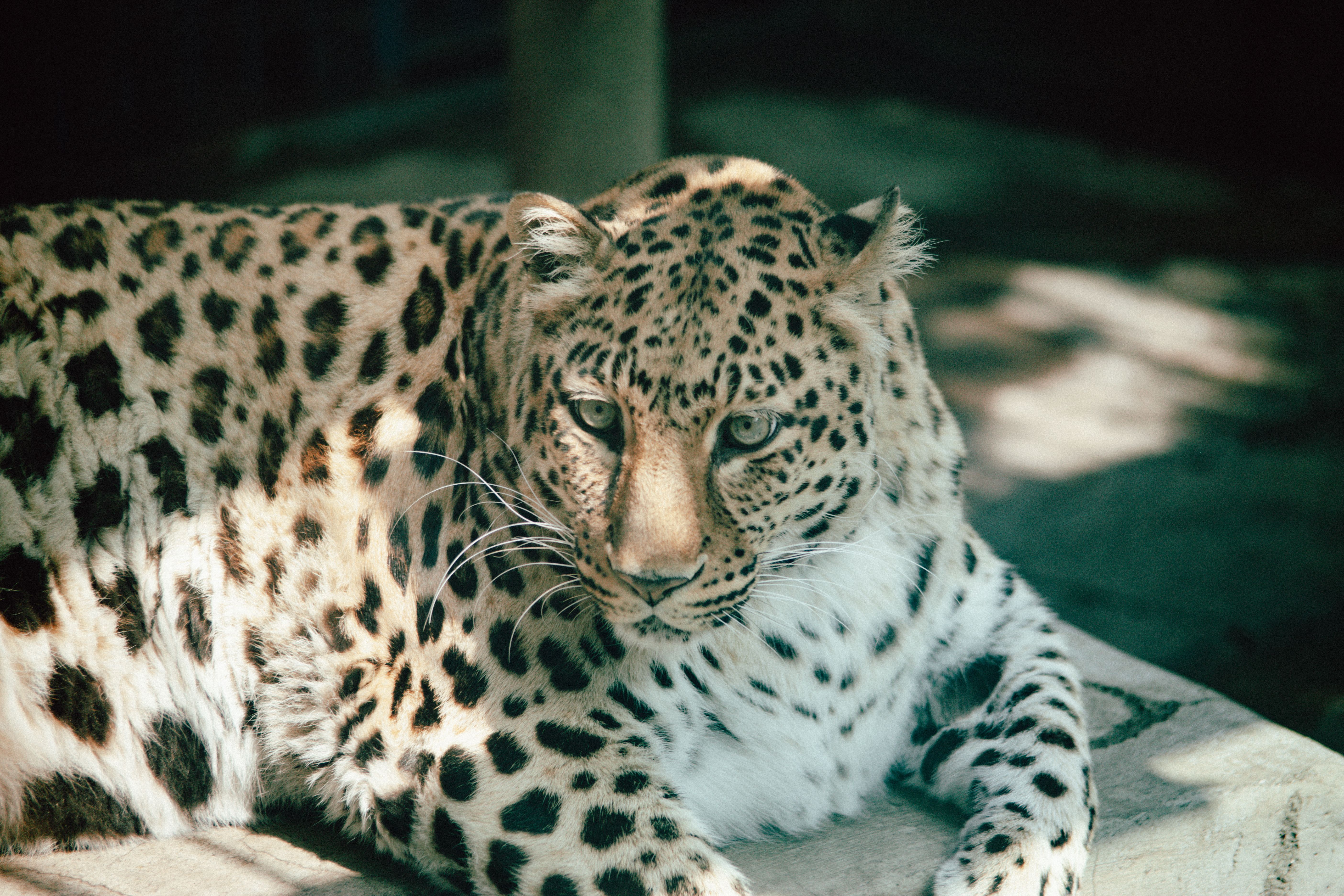 Close-up of a leopard resting under dappled sunlight, showcasing its striking spotted coat.