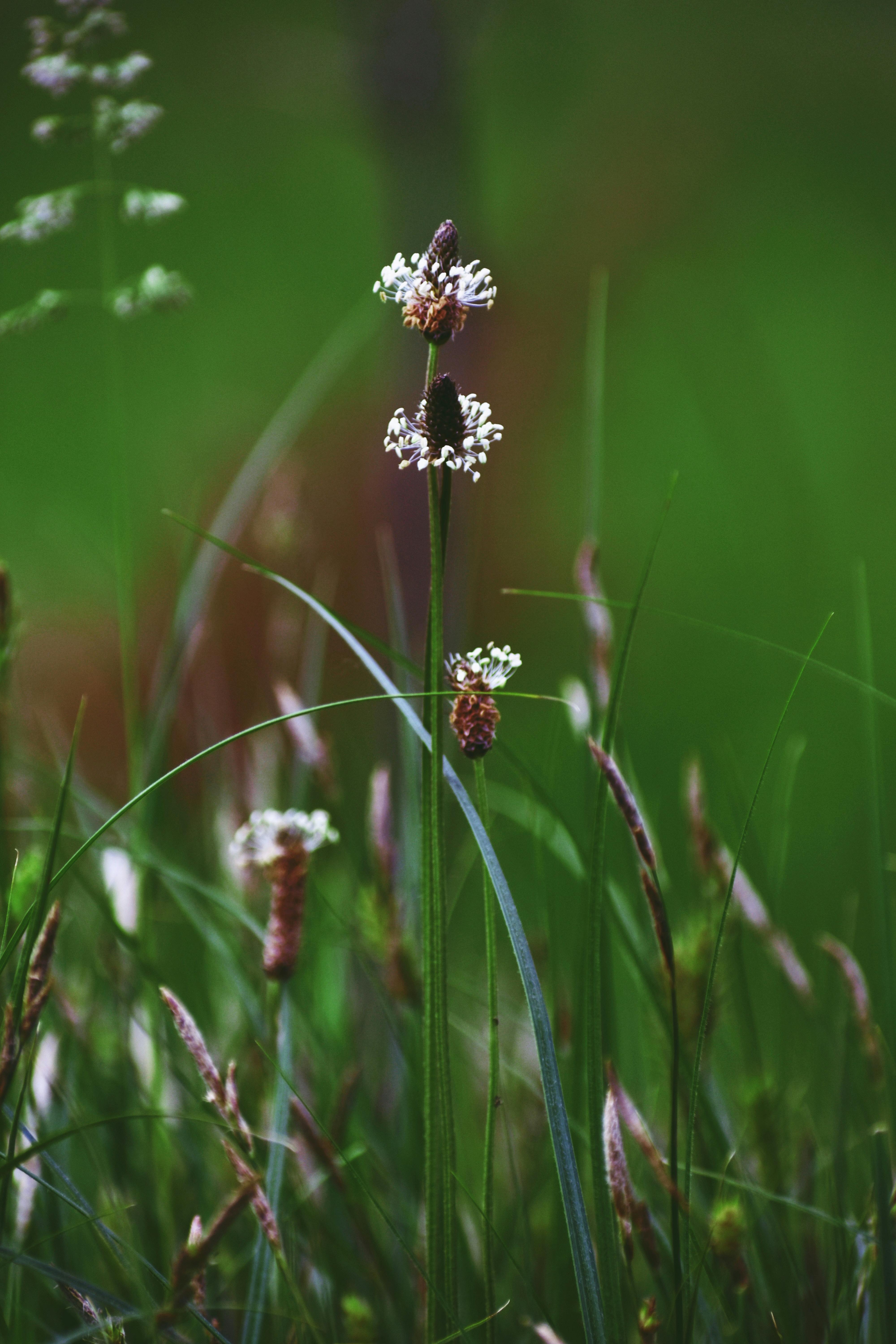 White Flower In Tilt Shift Lens Free Stock Photo