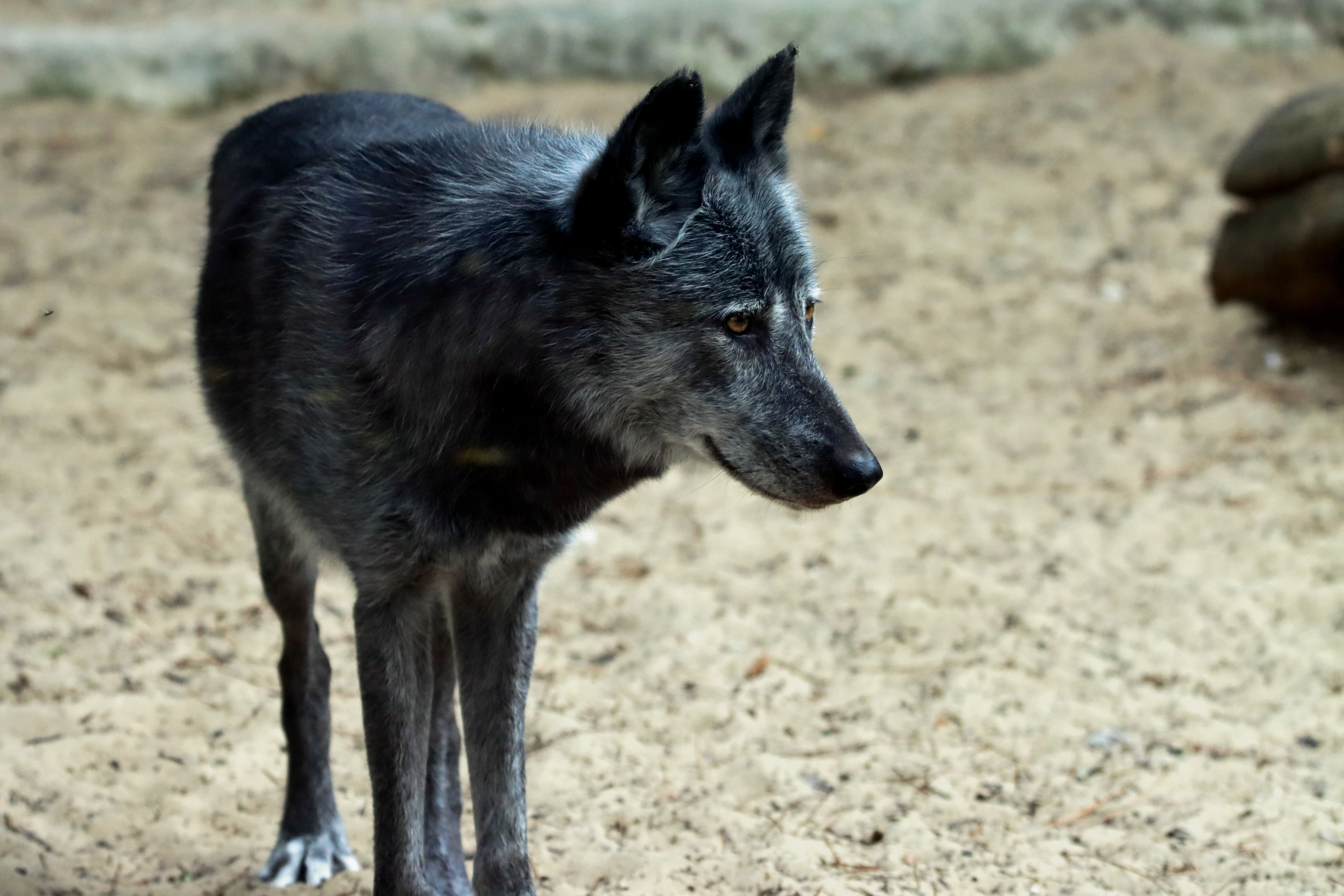 Captivating image of a lone wolf standing attentively on a sandy surface in natural light.