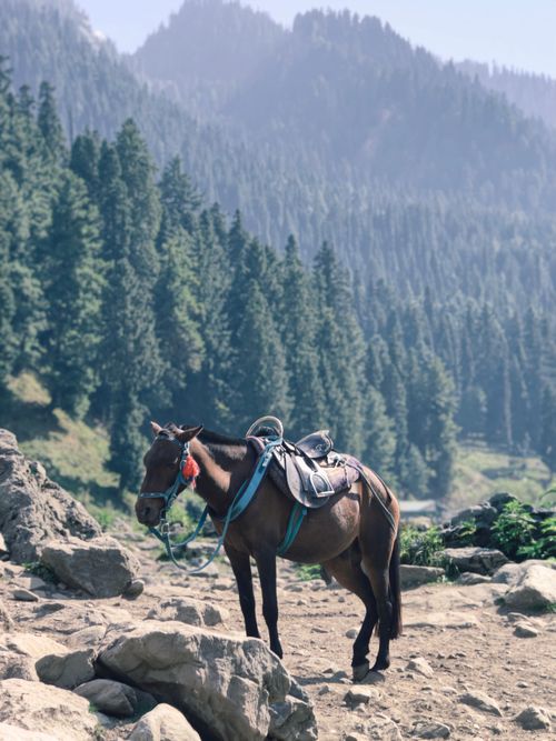 Free A saddled horse stands amid rugged rocky terrain with pine-filled mountain backdrop. Stock Photo