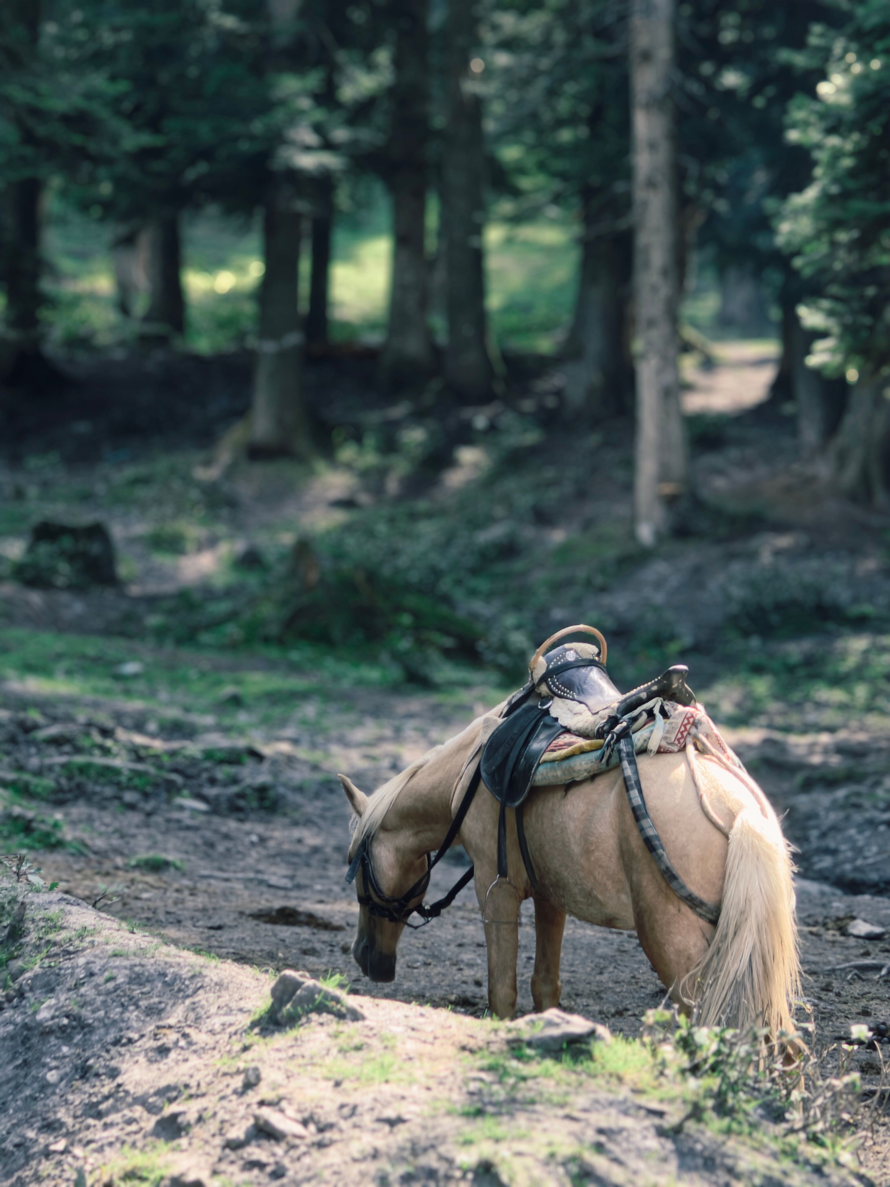 A lone saddled horse grazes peacefully in a lush forest clearing, evoking tranquility.