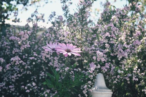 Free Close-up of vibrant pink daisies blooming among lush foliage outdoors. Stock Photo