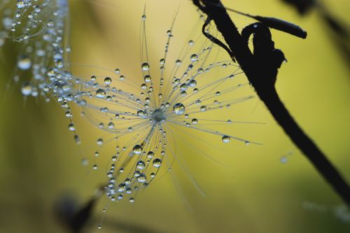 Free Macro shot of a dandelion seed covered in dew drops, creating a serene and delicate scene. Stock Photo